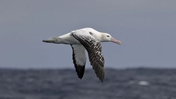 20240721-albatross.jpg